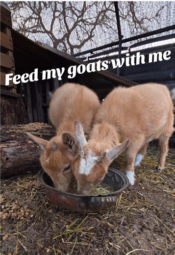 What I feed my goatie girls! 💁‍♀️ Ophelia & Willow love @TractorSupply #goatsoftiktok #nigeriandwarfgoats #goatsoftiktok #fyp #cowgirl