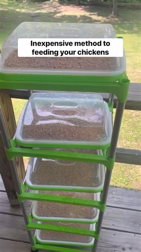 3.2M views · 36K reactions | Did you know that you can grow fodder...