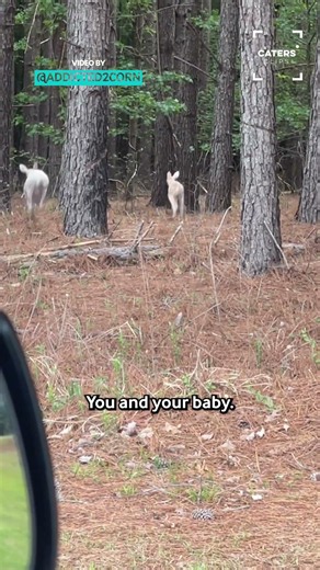 Baby Albino Deer Spotted 🥰