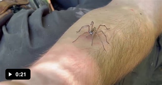 [curing arachnophobia] must provoke to get a bite out of it...and the inoccent face is priceless! - Video