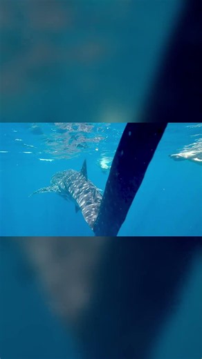 Ballena: una habilidad inesperada en el equilibrio del ecosistema, explicado en segundos #animales