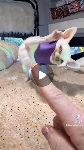 Queen Chi on Instagram: "If there was a cutest hi-5 contest, she’d win. #highfive #hi5 #cutedogs"
