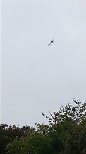 PERLIN (Peregrine/Merlin Falcon Hybrid) IN FLIGHT