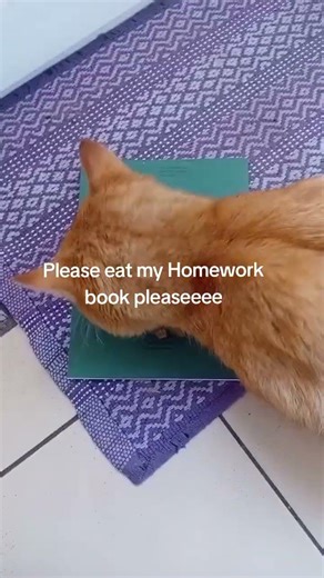 PLEASE EAT MY HOMEWORK (he spitted on it) #homework #cat #funny