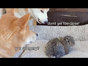 Suki Protecc bun bun. She AMGERY