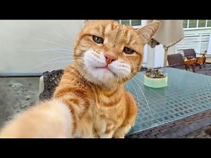 🤯🤣 OMG! The FUNNIEST CAT FAILS You'll See ALL WEEK! 🔥🤪