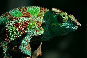 Shifting Crystals Change Chameleons’ Color — Biological Strategy — AskNature
