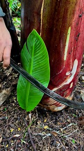 1.6M views · 4.8K reactions | Lab it ra Birada | Santy Awanon | Facebook