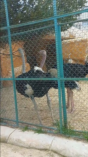 OSTRICH FIGHTING