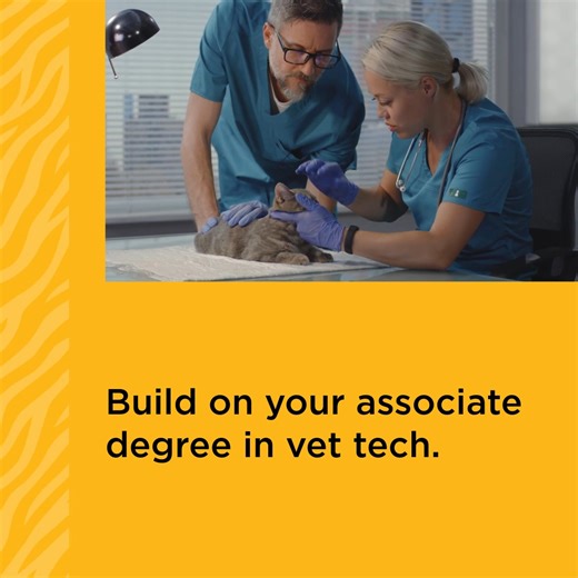 Your associate degree can become a bachelor's with one of the nation's only BS in veterinary technology programs from Mizzou’s College of Veterinary Medicine. Apply today! | Mizzou Online