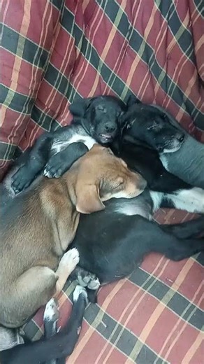 coaster Jibon #ringtone #remix 🌹🌹🌹😭😭😭👌👍