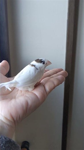 うちの小鳥🕊️ #ジュウシマツ #kawaii #shorts