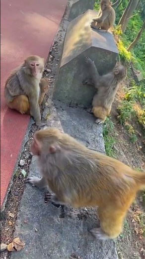 This Monkey Proves Why We Must Love Nature | Animal World Highlights