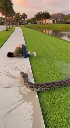 Python Attack in Florida neighborhood caught on camera #python #viral