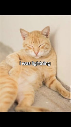 Captivating Cat and Pan Performance