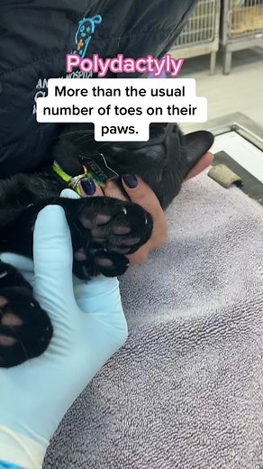 Understanding Polydactyl Cats: Exploring the Fascinating World of Extra Toe Beans