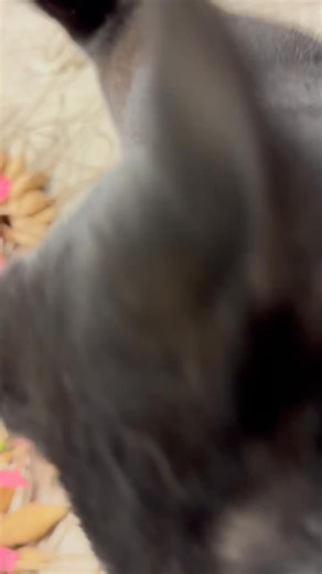 Such a purr bug! | Summer Meadow Dahlia Farm