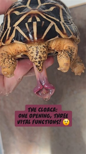 Star Tortoise Family on Instagram: "The cloaca is a single, multifunctional opening that plays a vital role in your tortoise’s survival: 💩 Waste elimination - processes feces efficiently. 💧 Water & urate management - excretes uric acid while conserving water. 🥚 Reproduction - males transfer sperm, females lay eggs. 🎥 In the video: The white, pasty substance is called urate, a normal way tortoises get rid of excess uric acid. Its texture and color can tell you a lot about hydration and health