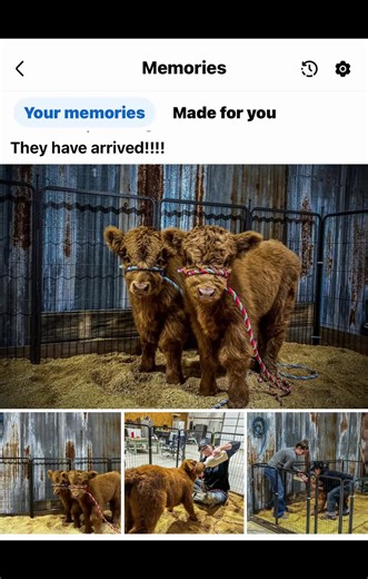 2 years ago we started a new adventure. Jennifer was very excited, and I was very nervous. When I asked Jenn what we were going to do with miniature Highland cattle, she said we can raise more, and make people happy while we do it. While I was still apprehensive she went to work with them (every day)! Since then we have done photo shoots with the elderly, to newborns, we have done festivals , parades birthdays, and weddings. We have taken them to retirement homes, church nativity scenes, wedding