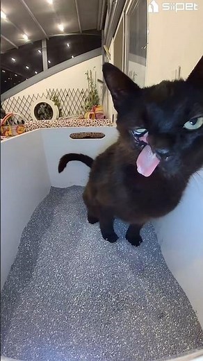 Check out this new cool toilet cam section #viral #cats #shortvideos ‪@siipetofficial‬