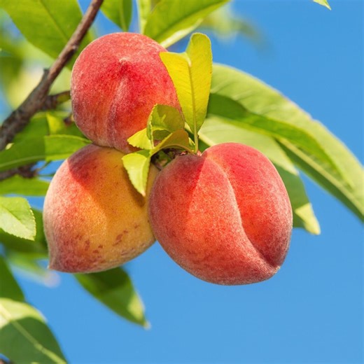 Red Haven Peach Tree, 1-gallon Live Fruit Plant - Etsy