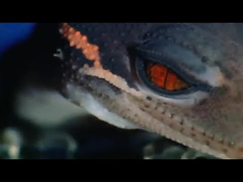 A Sticky Gecko | Space Age Reptiles | BBC Earth