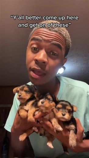 Teacup Yorkie Breed - Available Puppies for Sale