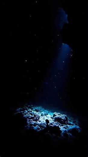 🌈 Stunning Sea Life in 4K HDR!