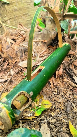 Genius Bamboo Trap Idea | Bushcraft Survival Skill#bushcraft#survival#shorts