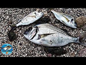 pêche a la dorade 🐟🇫🇷