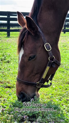 🎀 SPECIAL DELIVERY 🎀 MG1W CLAIRIERE welcomed her highly anticipated first foal — a stunning filly by NYQUIST 😍 #thoroughbred #foal #equestrian #foalingseason #fyp