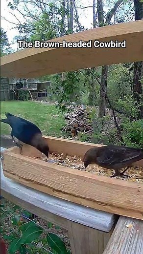 The "Foster Parents" of the Bird World 🥚🕵️‍♀️ #Cowbird #BirdFacts #NatureIsWild