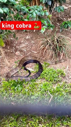 World’s Most Dangerous Black Cobra 🐍🔥||Snake Viral Reel 2026 🔥#trending #viral #shorts