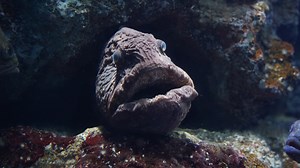 Deep Sea Fisherman Hauls In Spooky Wolffish With 2 Gnarly Sets Of Teeth