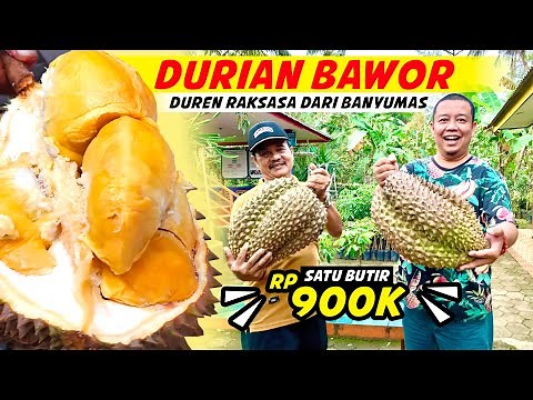Duren Bawor, Durian Raksasa dari Banyumas