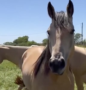 Tracking the Elusive Bull in the Trees