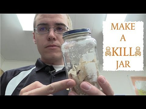 How to Make a Kill Jar for Insects & Spiders