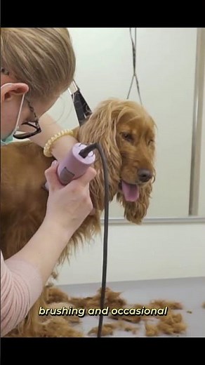 American Cocker Spaniel Breed Guide