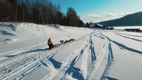 Aerial view of Siberian huskies speeding across snowy wilderness