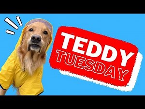 Teddy Tuesday! A day of the week dedicated entirely to my Golden Retriever Dog!!