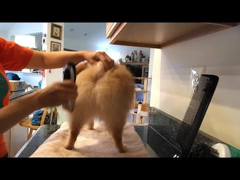 pomeranian haircut with clippers -Teddy get full haircut dogs grooming