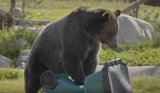 Bears Use "CPR Method" To Open Trash Cans