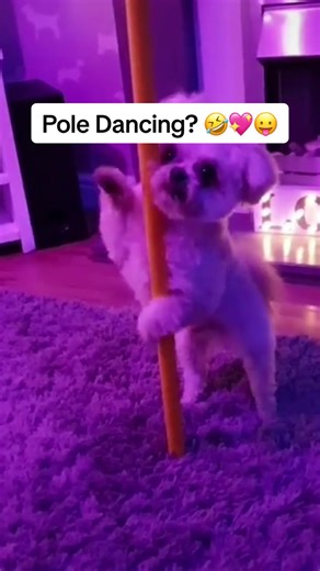 Dogs dancing to music will never not be funny 🤣😝🤣#dancingdogs #funnydogsoftiktok #doghumor #fypシ