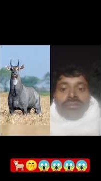 yah dekho nilgai aapane aisa nahin dekha hoga janwar bhayankar kitne tagade 🐐🤭😱😱