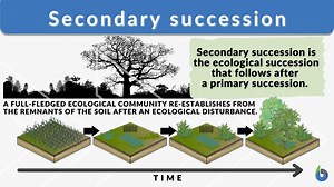 Secondary succession - Definition and Examples - Biology Online Dictionary