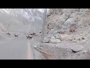 Amazing Markhor Herd at River Bank in Gojal Valley Footages | Gilgit Baltistan wildlife Pakistan