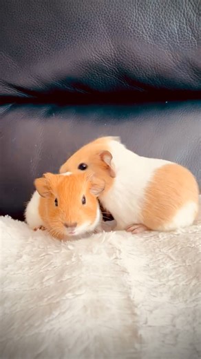 17K views · 838 reactions | Newborn Guinea Pigs  | CaCopetshop | Facebook