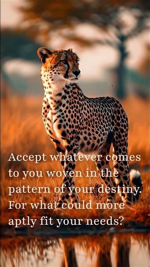 Stoic Wild Day 1: Cheetah - Accept Your Destiny | Marcus Aurelius Quote & Meditation