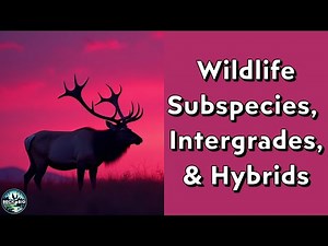 Wildlife Subspecies, Intergrades, and Hybrids