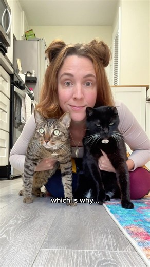 my cats got a surprise in the mail from ‪@Chewy‬ 😻 #cats #cattreats #catperson #funnycats #cutecats